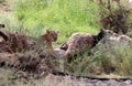 Lioness in kenya eating a giraffe Royalty Free Stock Photo