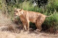 Lioness in kenya Royalty Free Stock Photo