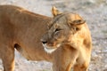 Lioness in kenya near 4x4 safari vehicle Royalty Free Stock Photo