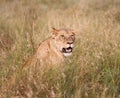 Lioness in kenya near 4x4 safari vehicle Royalty Free Stock Photo