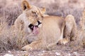 lioness in kgalagadi national park Royalty Free Stock Photo