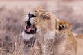 lioness in kgalagadi national park Royalty Free Stock Photo