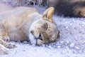 Lioness in kgalagadi Transfronier Park 45 Royalty Free Stock Photo