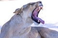 Lioness in kgalagadi Transfronier Park 68 Royalty Free Stock Photo