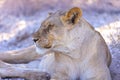Lioness in kgalagadi Transfronier Park Royalty Free Stock Photo