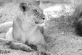 Lioness in kgalagadi Transfronier Park Royalty Free Stock Photo