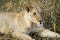 Lioness on kill in the okavango delta botswana Royalty Free Stock Photo