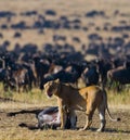 Lioness killed wildebeest. Great Migration. Kenya. Tanzania. Masai Mara National Park.