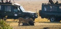 Lioness killed wildebeest. Great Migration. Kenya. Tanzania. Masai Mara National Park.