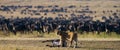 Lioness killed wildebeest. Great Migration. Kenya. Tanzania. Masai Mara National Park.