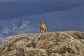 Lioness on Kopjes, Serengeti Royalty Free Stock Photo