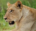 Lioness Royalty Free Stock Photo