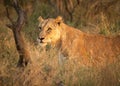 Lioness on the alert as she looks out from bush camouflage Royalty Free Stock Photo