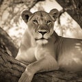 Lioness laying down in the shade on a beautiful sunny day. Created using ai generated.