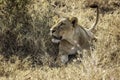 Lioness laying in the grass on alert