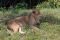 Lioness laying on the grass