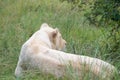 Lioness laying on the grass