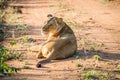 Lioness laying in the road in the Mkuze Game Reserve.