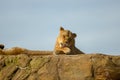 Lioness laying on rock