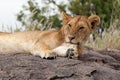 Lioness laying on the rock