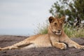 Lioness laying on the rock