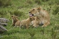 African lioness and two small cubs, Kenya Royalty Free Stock Photo