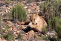 Lioness licking its paws at Western Cape savannah surrounded by plants