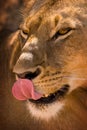 Lioness licking lips