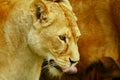 Lioness licking lips