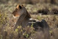 Lioness lies backlit in bushes turning head Royalty Free Stock Photo