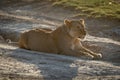 Lioness lies backlit on dry muddy road Royalty Free Stock Photo