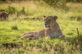 Lioness lies backlit in grass facing left Royalty Free Stock Photo