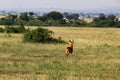 a lioness lies behind the bush