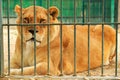 Lioness lies in the cage of zoo Royalty Free Stock Photo