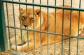 Lioness lies in the cage of zoo Royalty Free Stock Photo