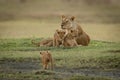 Lioness lies with cubs approached by another