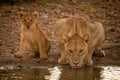 Lioness lies drinking from pool by cub