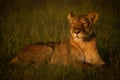 Lioness lies in grass in golden hour