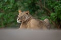 Lioness lies looking back near thick bushes Royalty Free Stock Photo