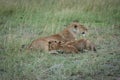 Lioness lies nursing cubs in long grass