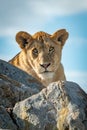 Lioness lies on rocky kopje watching camera