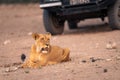 Lioness lies on sandy slope by jeep