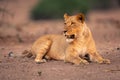 Lioness lies on sandy slope turning head