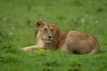 Lioness lies on short grass looking back Royalty Free Stock Photo