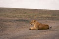 Lioness lies sleepily on track in savannah Royalty Free Stock Photo