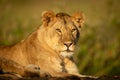 Lioness lies staring on rock in sunshine