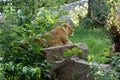 A lioness lies on a stone on a sunny day
