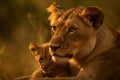 Lioness and lion cub hanging out at savanna grassland in the morning, mother and child close up shot, protecting wildlife concept Royalty Free Stock Photo