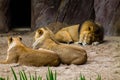 Lioness and lion cubs in the zoological garden Royalty Free Stock Photo