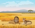 The lioness and the lion lay in the savanna